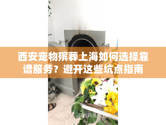西安宠物殡葬上海如何选择靠谱服务？避开这些坑点指南