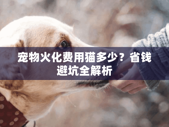 宠物火化费用猫多少？省钱避坑全解析