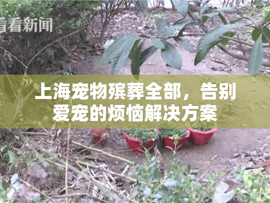上海宠物殡葬全部，告别爱宠的烦恼解决方案