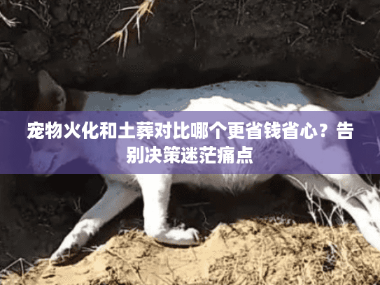 宠物火化和土葬对比哪个更省钱省心？告别决策迷茫痛点