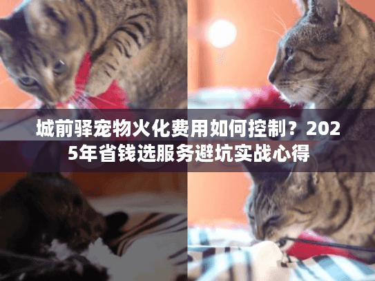 城前驿宠物火化费用如何控制？2025年省钱选服务避坑实战心得