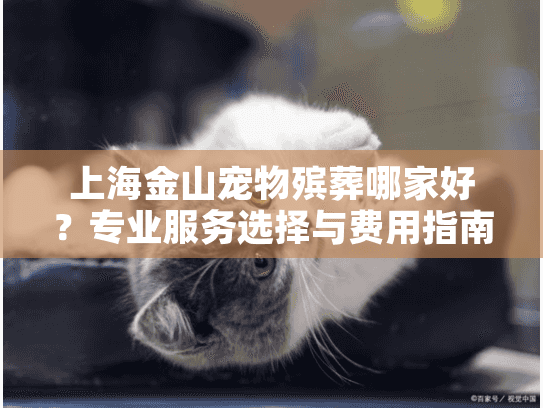 上海金山宠物殡葬哪家好？专业服务选择与费用指南