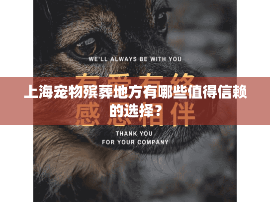 上海宠物殡葬地方有哪些值得信赖的选择？