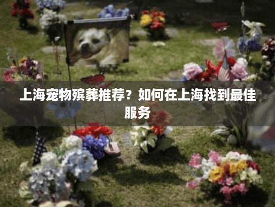 上海宠物殡葬推荐？如何在上海找到最佳服务