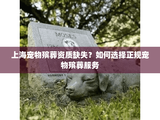 上海宠物殡葬资质缺失？如何选择正规宠物殡葬服务