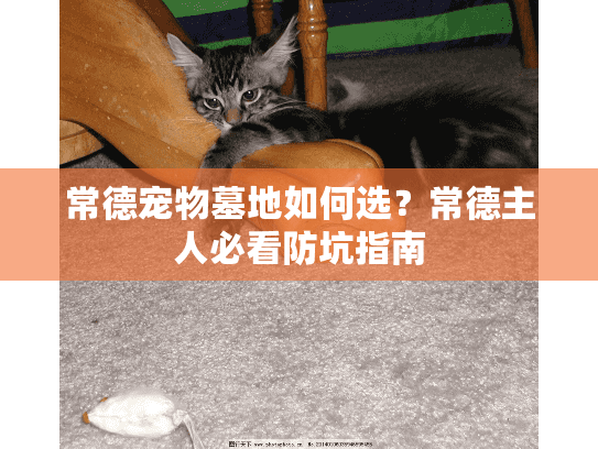 常德宠物墓地如何选？常德主人必看防坑指南