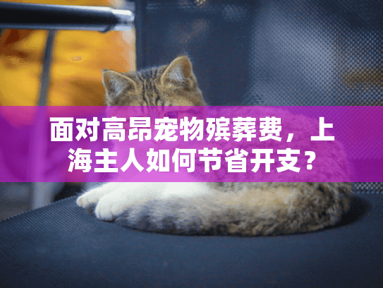 面对高昂宠物殡葬费，上海主人如何节省开支？