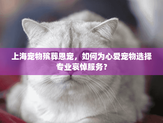 上海宠物殡葬恩宠，如何为心爱宠物选择专业哀悼服务？
