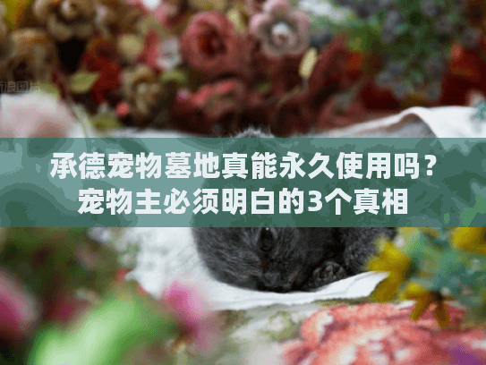 承德宠物墓地真能永久使用吗？宠物主必须明白的3个真相