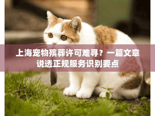 上海宠物殡葬许可难寻？一篇文章说透正规服务识别要点