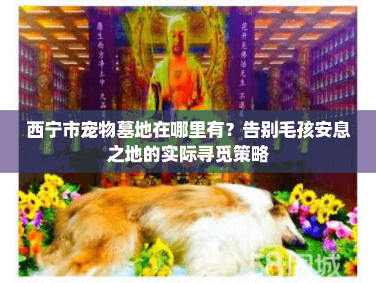 西宁市宠物墓地在哪里有？告别毛孩安息之地的实际寻觅策略