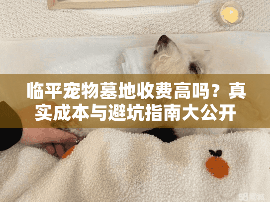 临平宠物墓地收费高吗？真实成本与避坑指南大公开