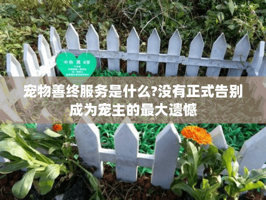 宠物善终服务是什么?没有正式告别成为宠主的最大遗憾