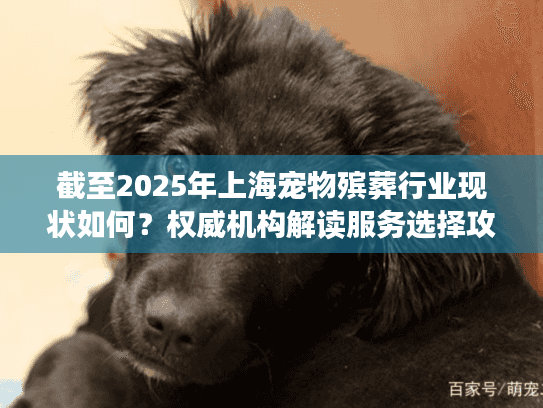 截至2025年上海宠物殡葬行业现状如何？权威机构解读服务选择攻略