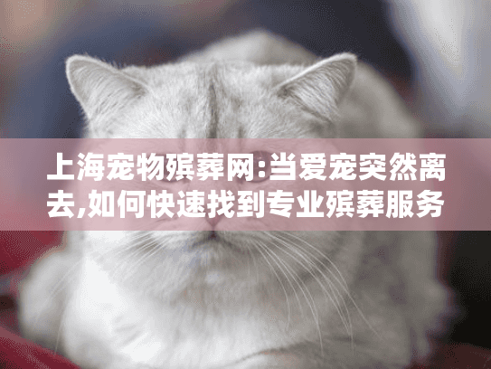 上海宠物殡葬网:当爱宠突然离去,如何快速找到专业殡葬服务?