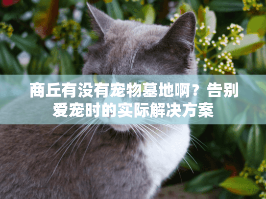 商丘有没有宠物墓地啊？告别爱宠时的实际解决方案