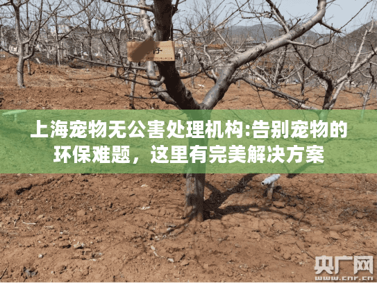 上海宠物无公害处理机构:告别宠物的环保难题，这里有完美解决方案