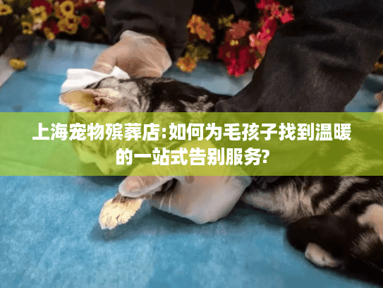 上海宠物殡葬店:如何为毛孩子找到温暖的一站式告别服务?