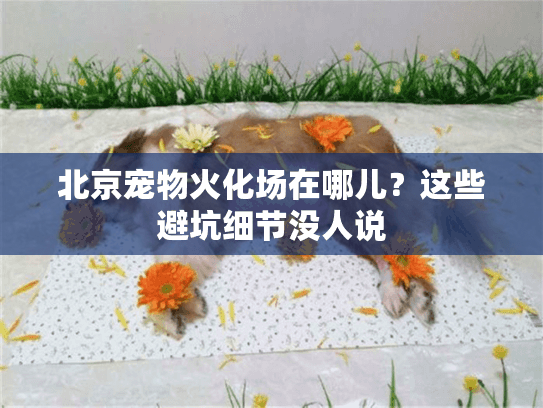 北京宠物火化场在哪儿？这些避坑细节没人说