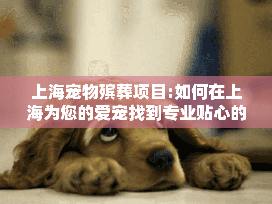 上海宠物殡葬项目:如何在上海为您的爱宠找到专业贴心的告别服务?