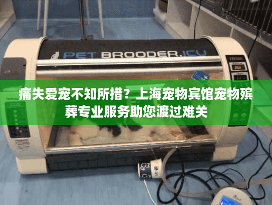 痛失爱宠不知所措？上海宠物宾馆宠物殡葬专业服务助您渡过难关