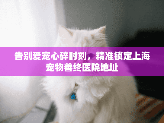 告别爱宠心碎时刻，精准锁定上海宠物善终医院地址