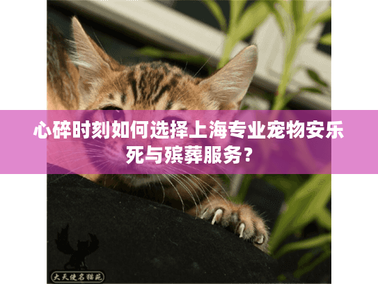 心碎时刻如何选择上海专业宠物安乐死与殡葬服务？