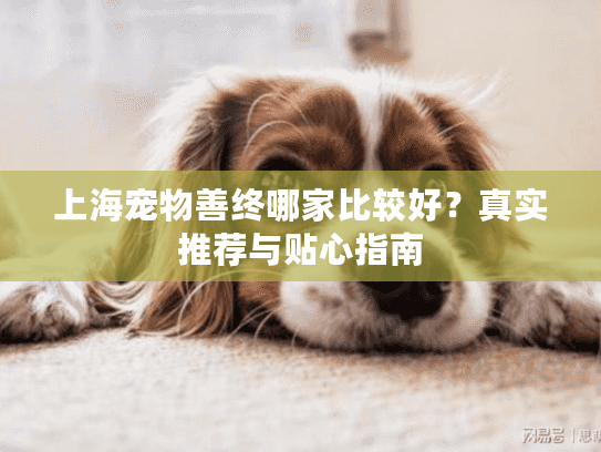 上海宠物善终哪家比较好？真实推荐与贴心指南
