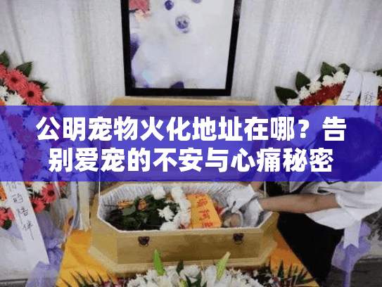 公明宠物火化地址在哪?告别爱宠的不安与心痛秘密 公明宠物火化地址在哪?告别爱宠的不安与心痛秘密
