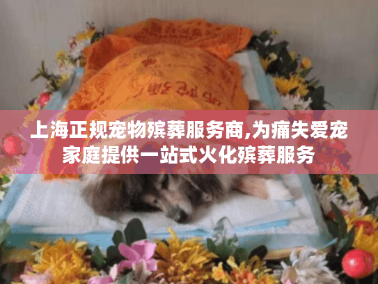 上海正规宠物殡葬服务商,为痛失爱宠家庭提供一站式火化殡葬服务