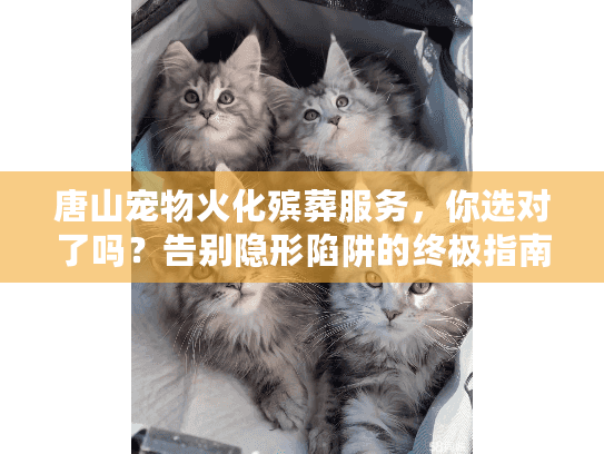 唐山宠物火化殡葬服务，你选对了吗？告别隐形陷阱的终极指南
