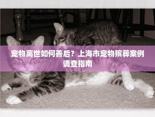 宠物离世如何善后？上海市宠物殡葬案例调查指南