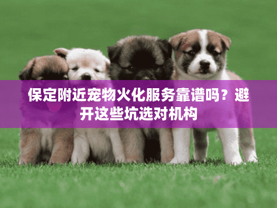 保定附近宠物火化服务靠谱吗？避开这些坑选对机构