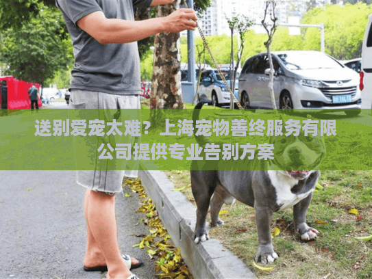 送别爱宠太难？上海宠物善终服务有限公司提供专业告别方案