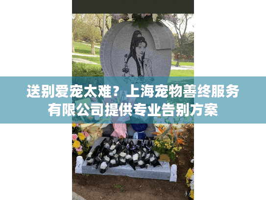 送别爱宠太难？上海宠物善终服务有限公司提供专业告别方案