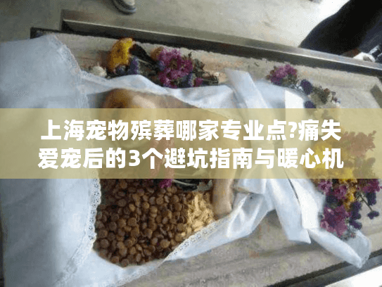 上海宠物殡葬哪家专业点?痛失爱宠后的3个避坑指南与暖心机构推荐