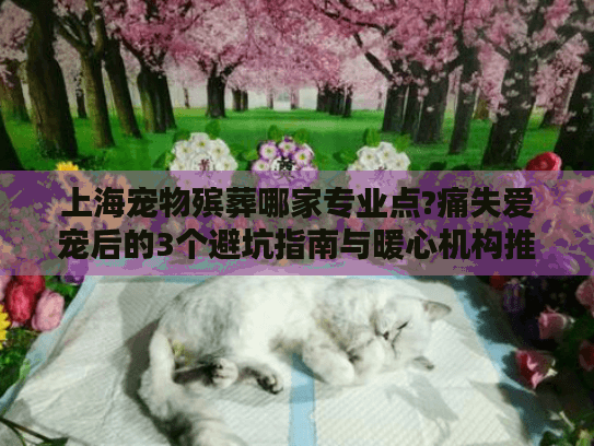 上海宠物殡葬哪家专业点?痛失爱宠后的3个避坑指南与暖心机构推荐