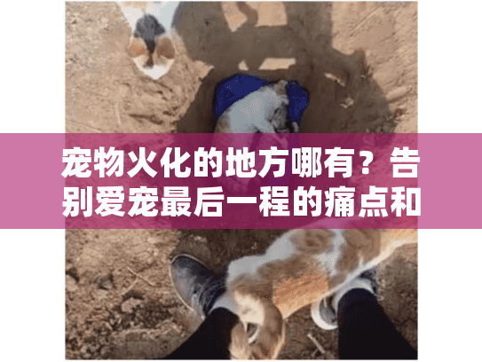 宠物火化的地方哪有?告别爱宠最后一程的痛点和解决之道 宠物火化的地方哪有?告别爱宠最后一程的痛点和解决之道