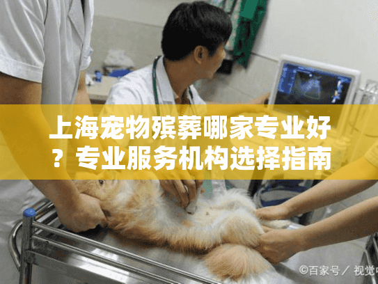 上海宠物殡葬哪家专业好？专业服务机构选择指南