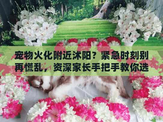 宠物火化附近沭阳？紧急时刻别再慌乱，资深家长手把手教你选