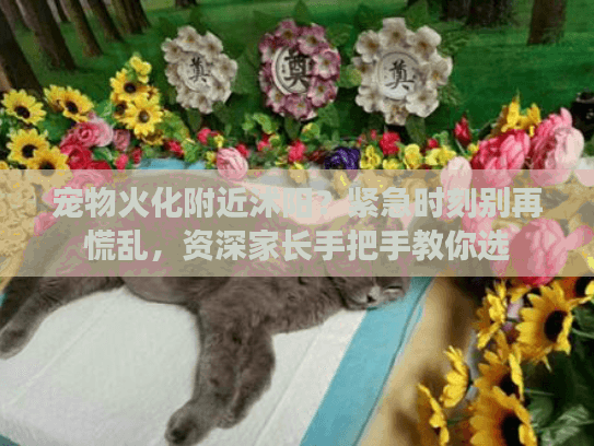 宠物火化附近沭阳？紧急时刻别再慌乱，资深家长手把手教你选