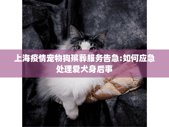 上海疫情宠物狗殡葬服务告急:如何应急处理爱犬身后事