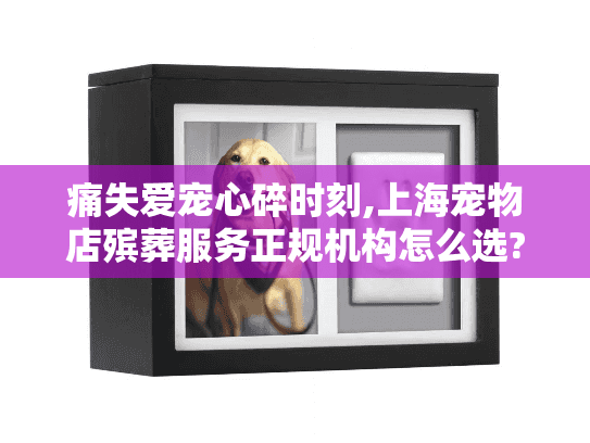 痛失爱宠心碎时刻,上海宠物店殡葬服务正规机构怎么选?