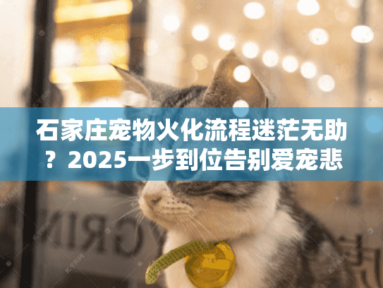 石家庄宠物火化流程迷茫无助？2025一步到位告别爱宠悲伤指南