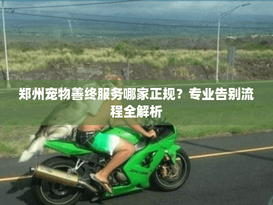 郑州宠物善终服务哪家正规？专业告别流程全解析