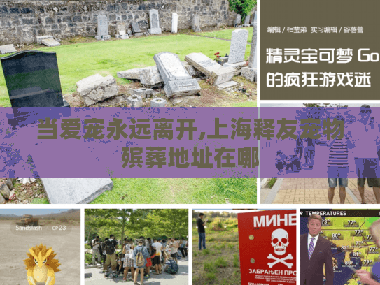 当爱宠永远离开,上海释友宠物殡葬地址在哪