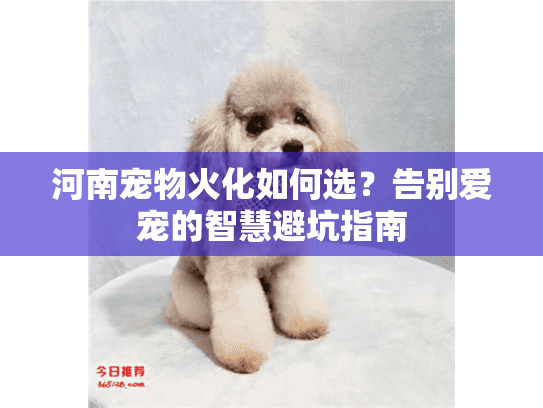 河南宠物火化如何选？告别爱宠的智慧避坑指南