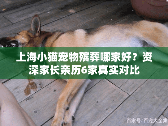 上海小猫宠物殡葬哪家好？资深家长亲历6家真实对比