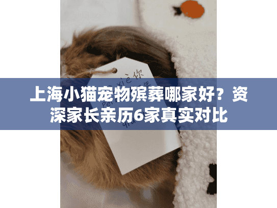 上海小猫宠物殡葬哪家好？资深家长亲历6家真实对比