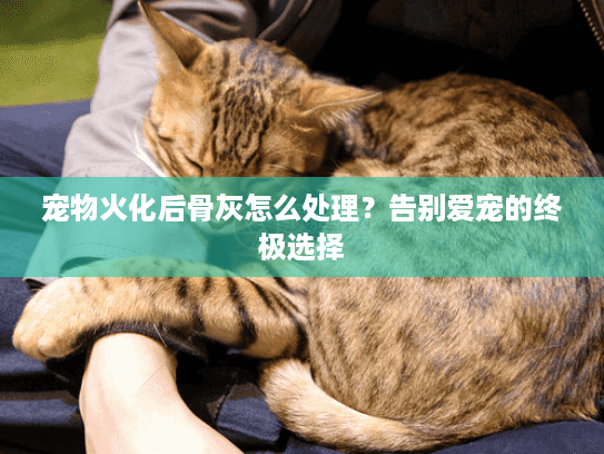 宠物火化后骨灰怎么处理？告别爱宠的终极选择